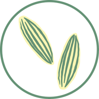 Fennel Seed